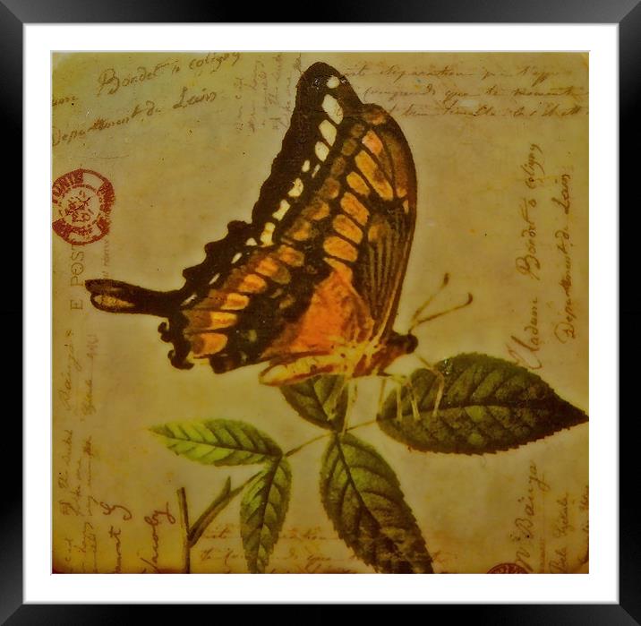 Arty Butterfly Framed Mounted Print by Sue Bottomley