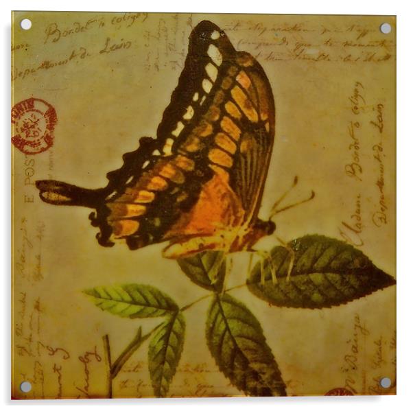 Arty Butterfly Acrylic by Sue Bottomley