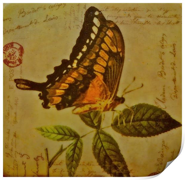 Arty Butterfly Print by Sue Bottomley