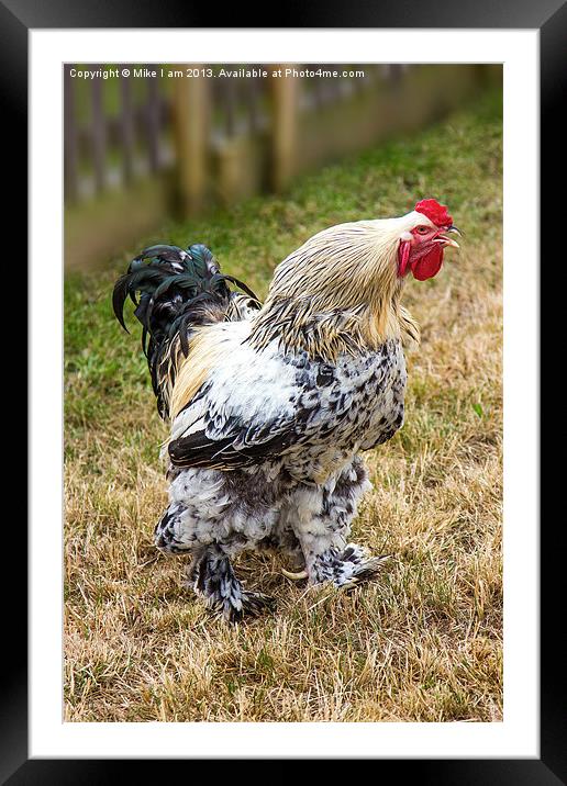 Big fat Cock! Framed Mounted Print by Thanet Photos