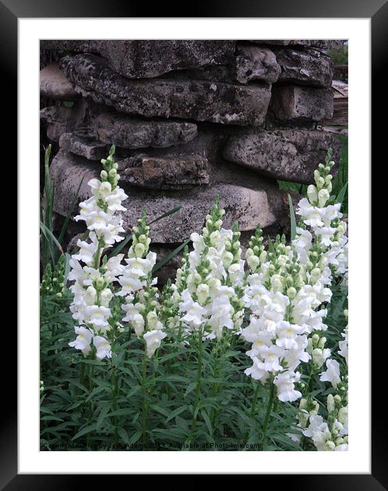 White Snap Dragons Framed Mounted Print by Pics by Jody Adams