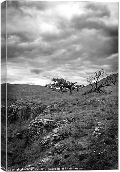 Windswept Hawthorn Canvas Print by Kevin Tate