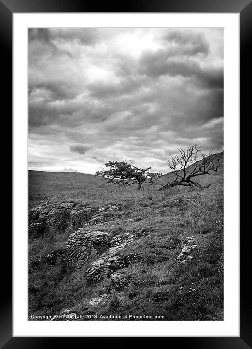 Windswept Hawthorn Framed Mounted Print by Kevin Tate