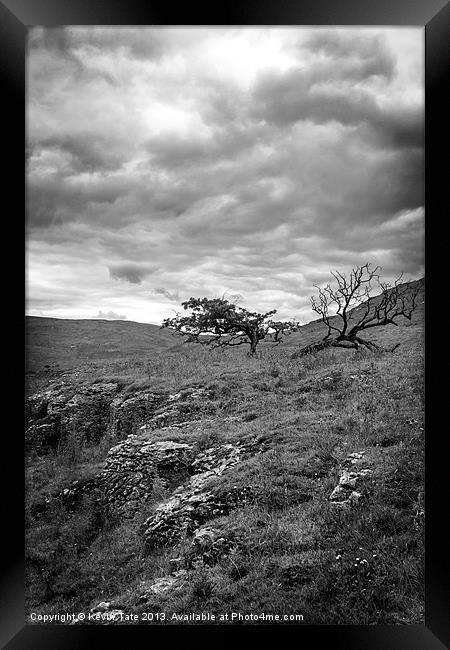 Windswept Hawthorn Framed Print by Kevin Tate