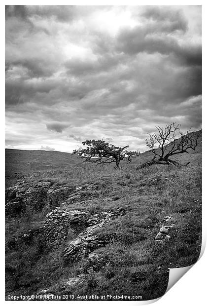 Windswept Hawthorn Print by Kevin Tate