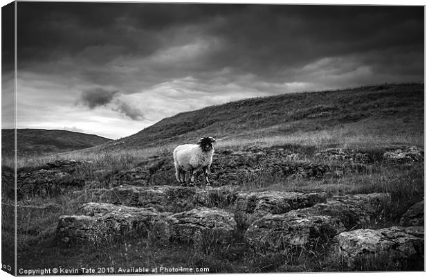 Black faced sheep Canvas Print by Kevin Tate