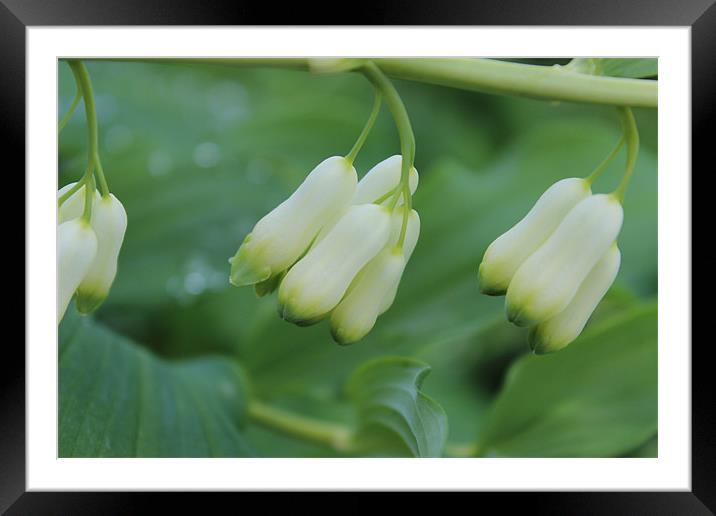 Flower pods Framed Mounted Print by paul wheatley