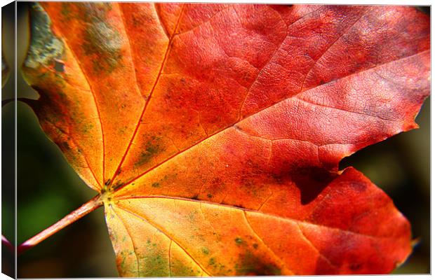 Autumn coloured leaf Canvas Print by paul wheatley