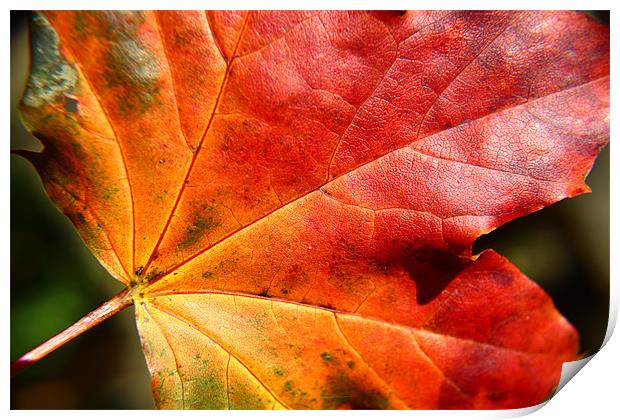 Autumn coloured leaf Print by paul wheatley