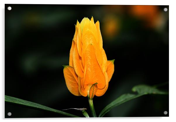 Orange flower Acrylic by Ruth Hallam