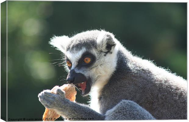 Ring tailed Lemur Canvas Print by carin severn