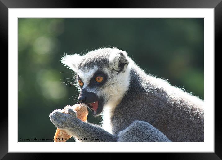 Ring tailed Lemur Framed Mounted Print by carin severn