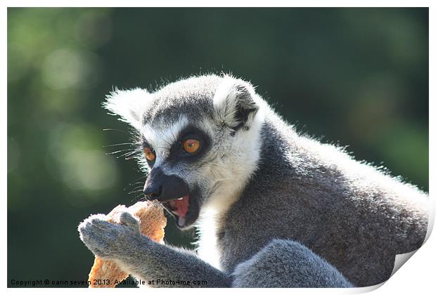 Ring tailed Lemur Print by carin severn