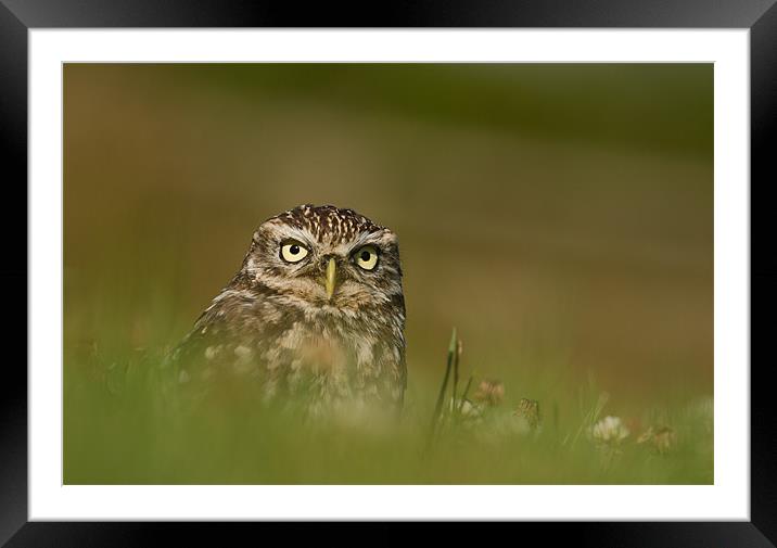 Little Owl Framed Mounted Print by Val Saxby LRPS