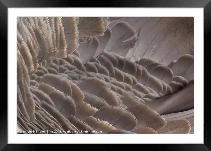 Feather down Framed Mounted Print by Sharon Sims