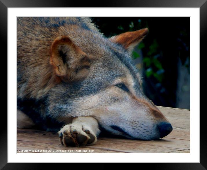 Resting Wolf Framed Mounted Print by Liz Ward