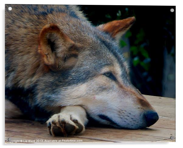 Resting Wolf Acrylic by Liz Ward