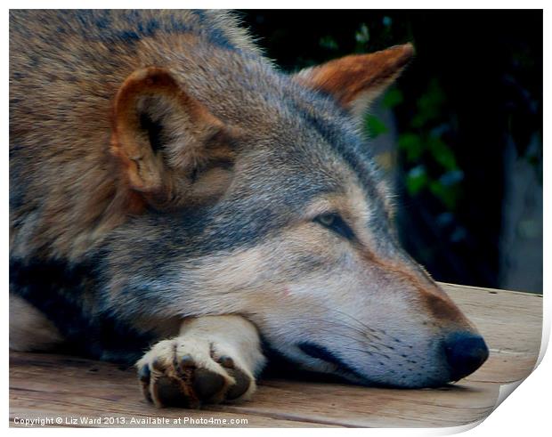 Resting Wolf Print by Liz Ward
