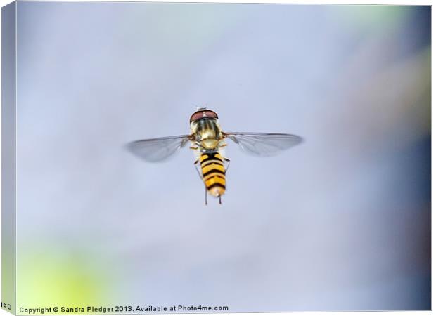 Hoverfly in Flight Canvas Print by Sandra Pledger