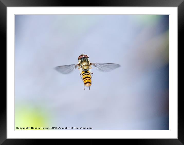 Hoverfly in Flight Framed Mounted Print by Sandra Pledger