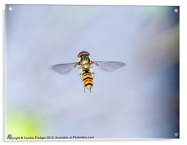 Hoverfly in Flight Acrylic by Sandra Pledger