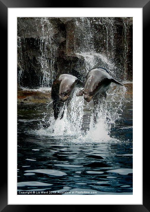 Sea Lions playing Framed Mounted Print by Liz Ward
