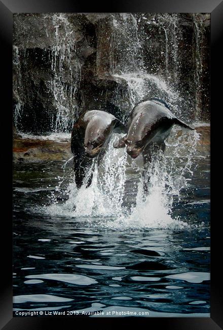 Sea Lions playing Framed Print by Liz Ward