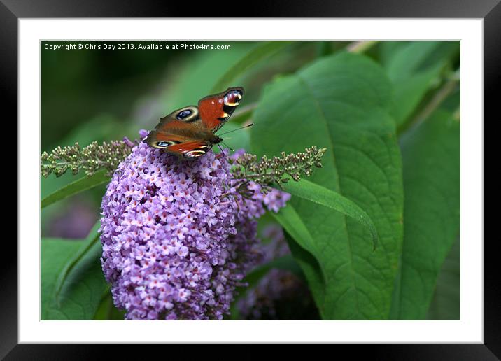 Peacock Butterfly Framed Mounted Print by Chris Day
