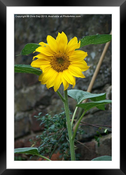Sunflower Framed Mounted Print by Chris Day