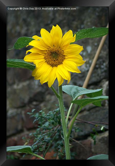 Sunflower Framed Print by Chris Day