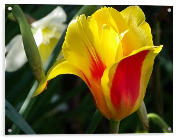 Spring Tulip Acrylic by mark hamblin