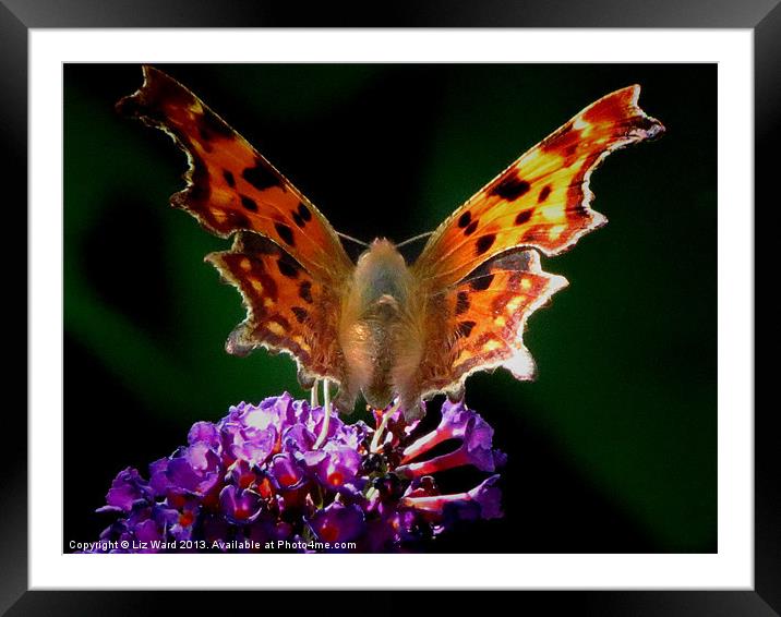 Comma Butterfly Framed Mounted Print by Liz Ward