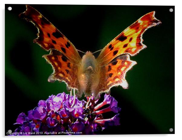 Comma Butterfly Acrylic by Liz Ward