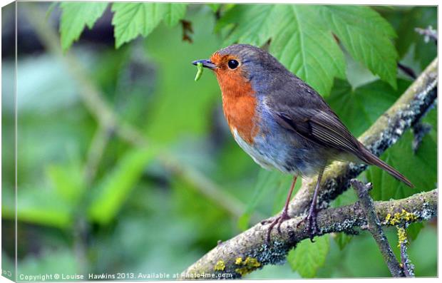 Robin with Caterpillar Canvas Print by Louise  Hawkins