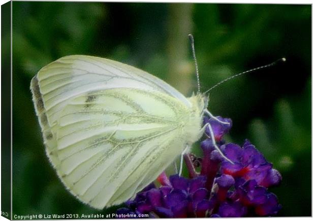 Wood White Butterfly Canvas Print by Liz Ward