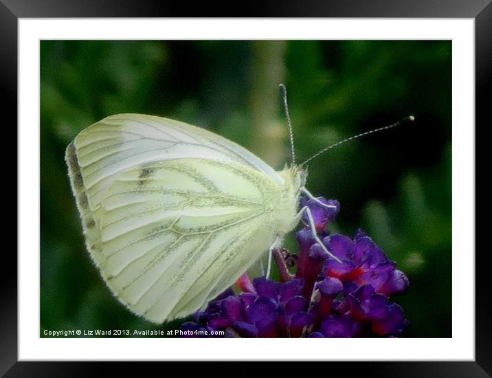 Wood White Butterfly Framed Mounted Print by Liz Ward