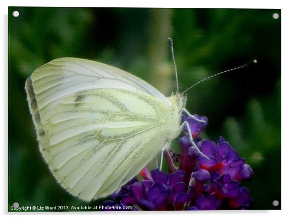 Wood White Butterfly Acrylic by Liz Ward