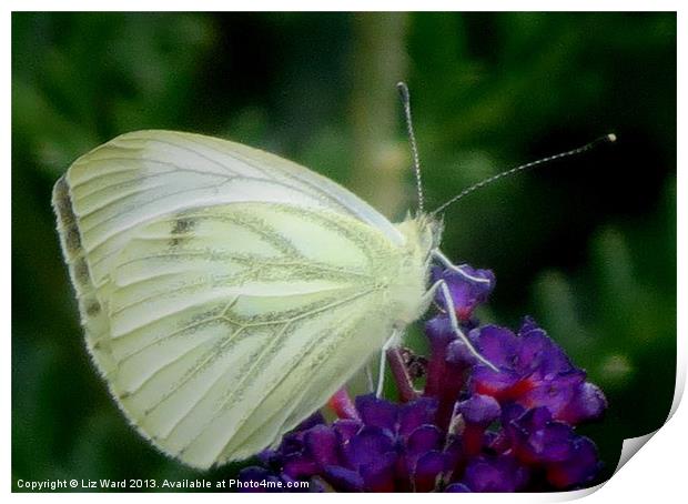 Wood White Butterfly Print by Liz Ward