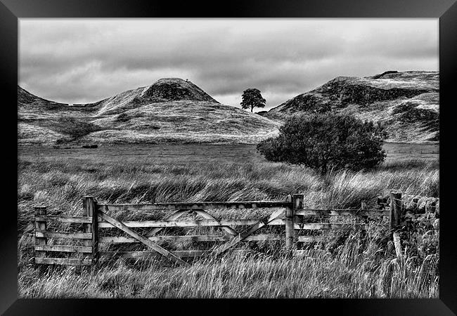 Sycamore Gap Framed Print by Northeast Images