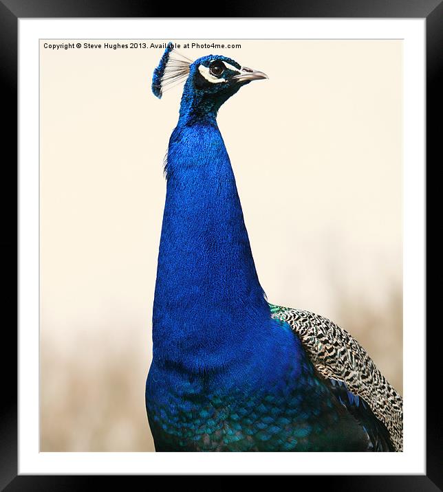 Proud Peacock Framed Mounted Print by Steve Hughes