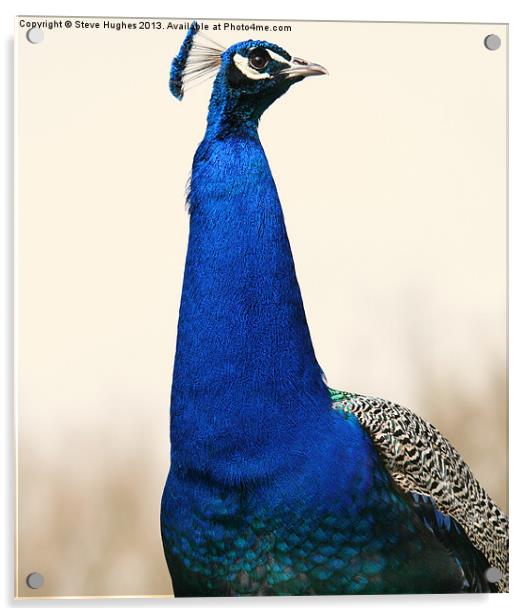 Proud Peacock Acrylic by Steve Hughes