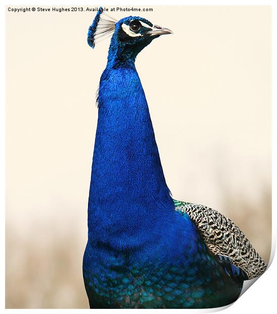 Proud Peacock Print by Steve Hughes