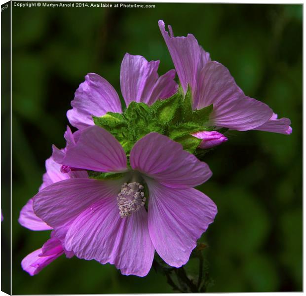 Wild Mallow Canvas Print by Martyn Arnold