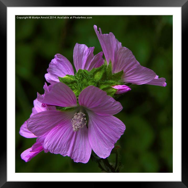 Wild Mallow Framed Mounted Print by Martyn Arnold