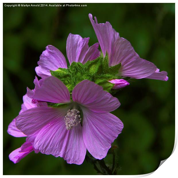 Wild Mallow Print by Martyn Arnold