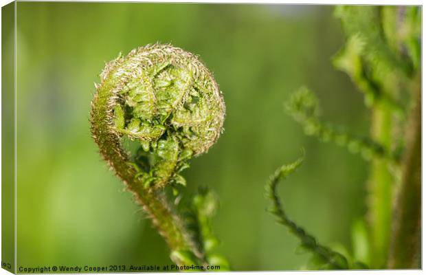 Fresh Green Unfurling Fronds Canvas Print by Wendy Cooper