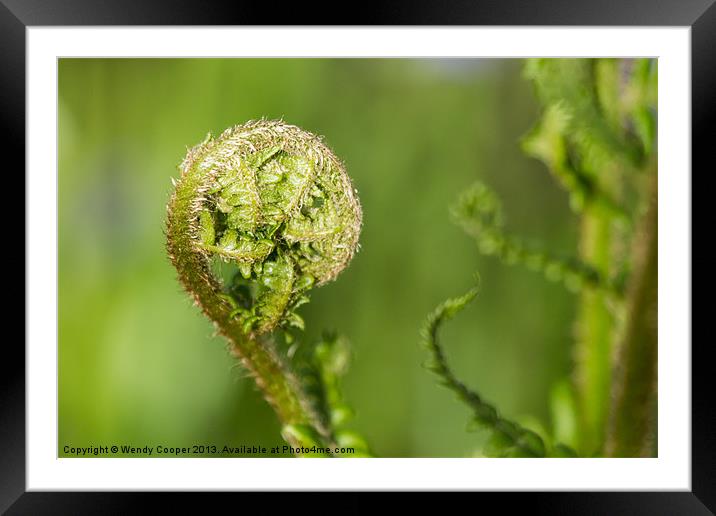 Fresh Green Unfurling Fronds Framed Mounted Print by Wendy Cooper