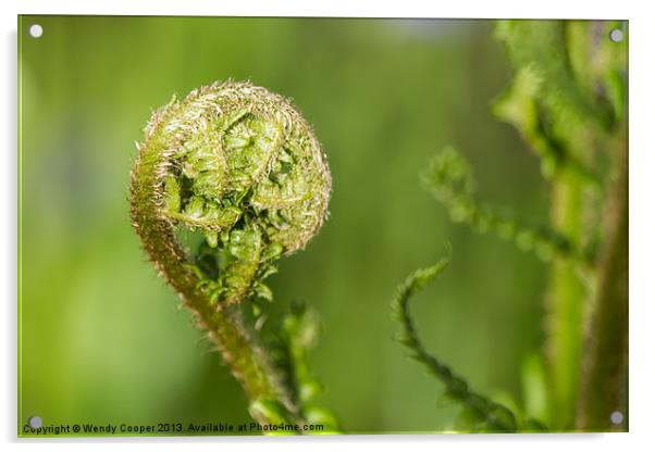 Fresh Green Unfurling Fronds Acrylic by Wendy Cooper