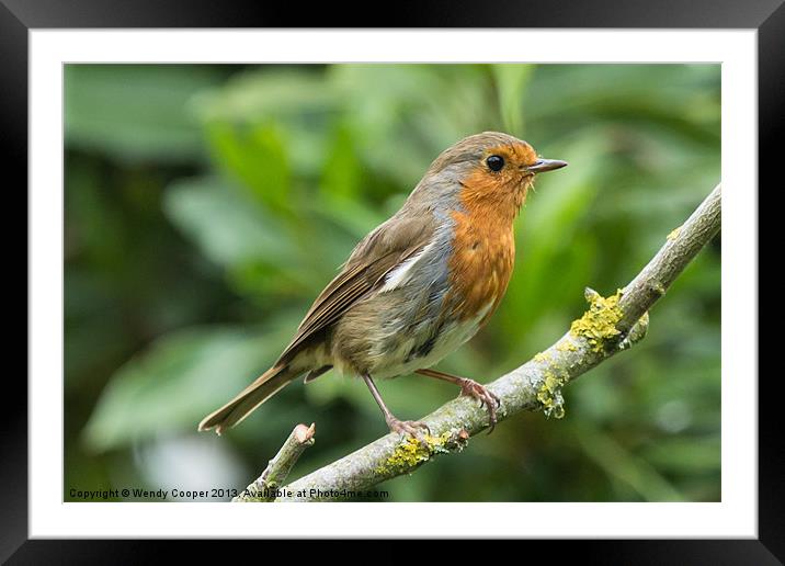 Resident Robin Framed Mounted Print by Wendy Cooper