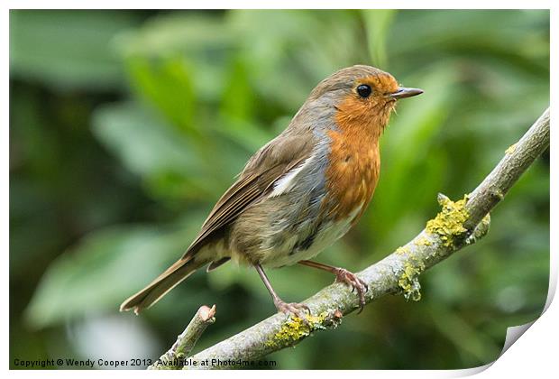 Resident Robin Print by Wendy Cooper